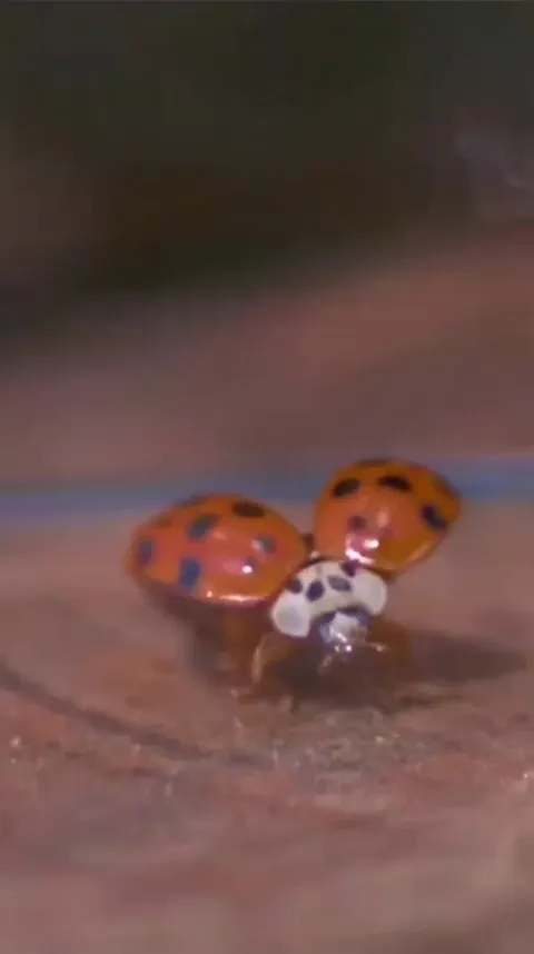 The way a lady beetle unfolds its wings to fly