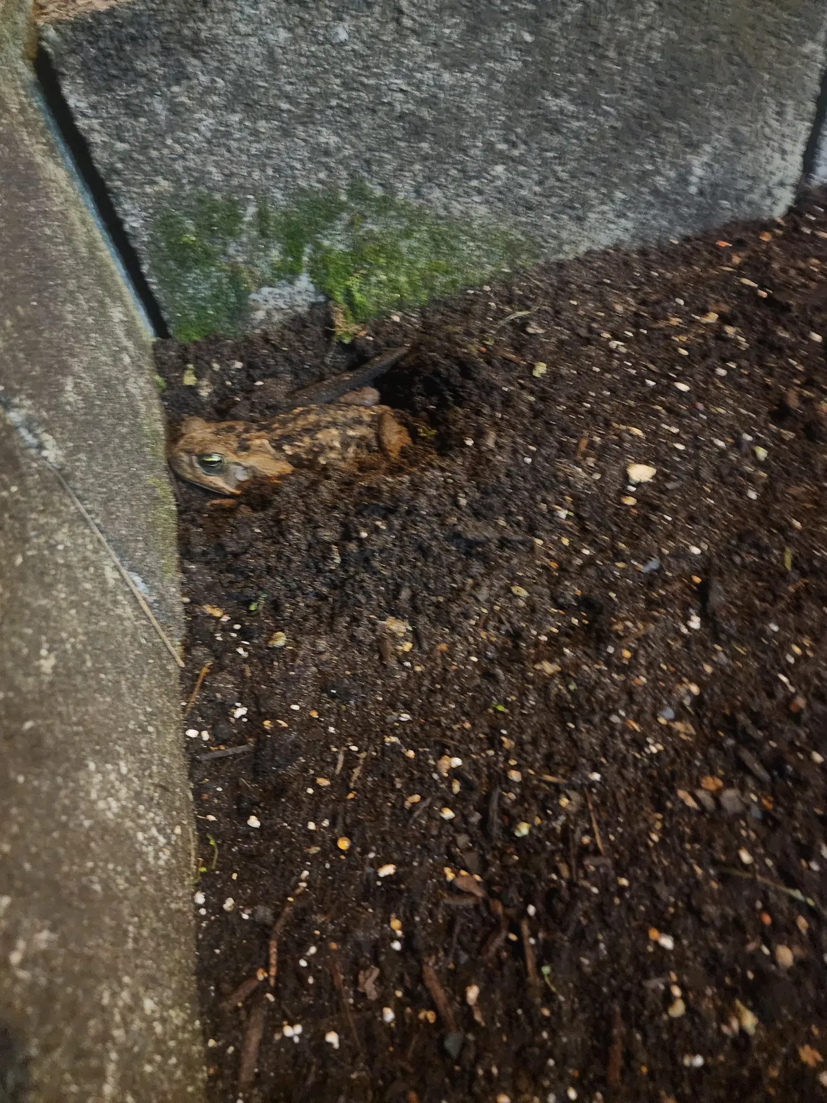 I planted radish seeds 2 days ago and they're already fruiting! 