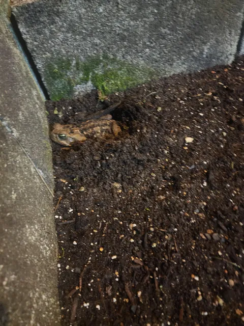 I planted radish seeds 2 days ago and they're already fruiting! 