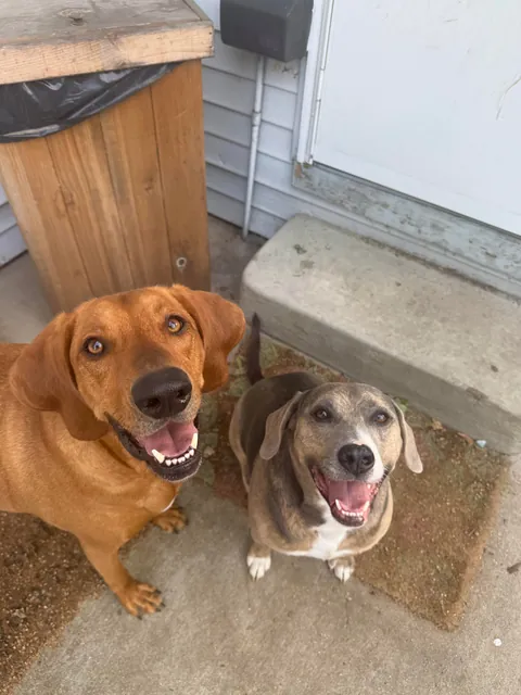 We want to adopt another so bad but don’t want to mess with the dynamic 🥲