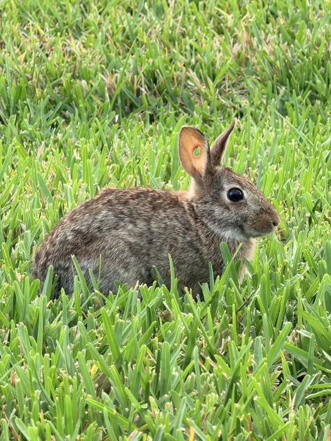 This wild rabbit has a hole in the ear.