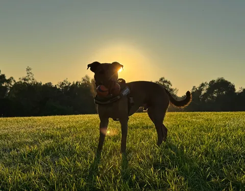 This is my little potato Hector. He loves to say hi to everyone in the park and hardware shop.