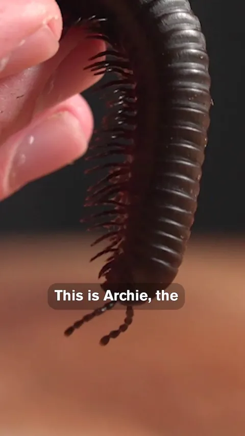 Millipedes Have 400 Legs. Here’s Why