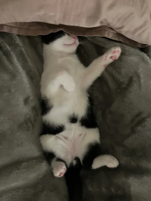 Broken kitty never meows and has no survival skills