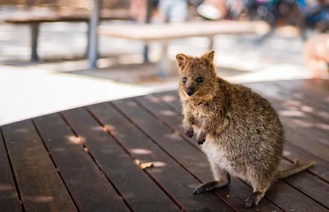 2 1/2 weeks in Western Australia