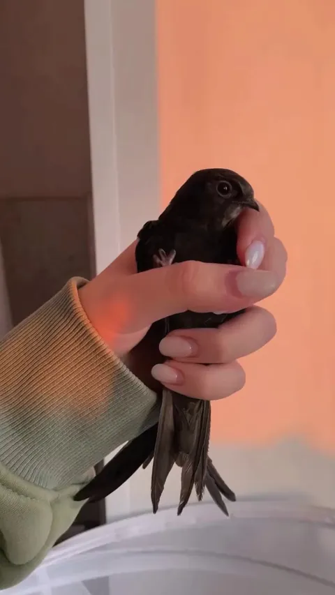 Swift grabbies