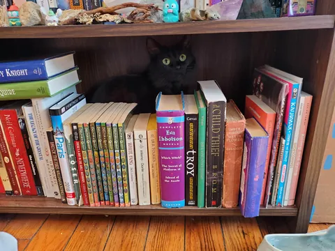 am I crazy or is our black cat actually red?