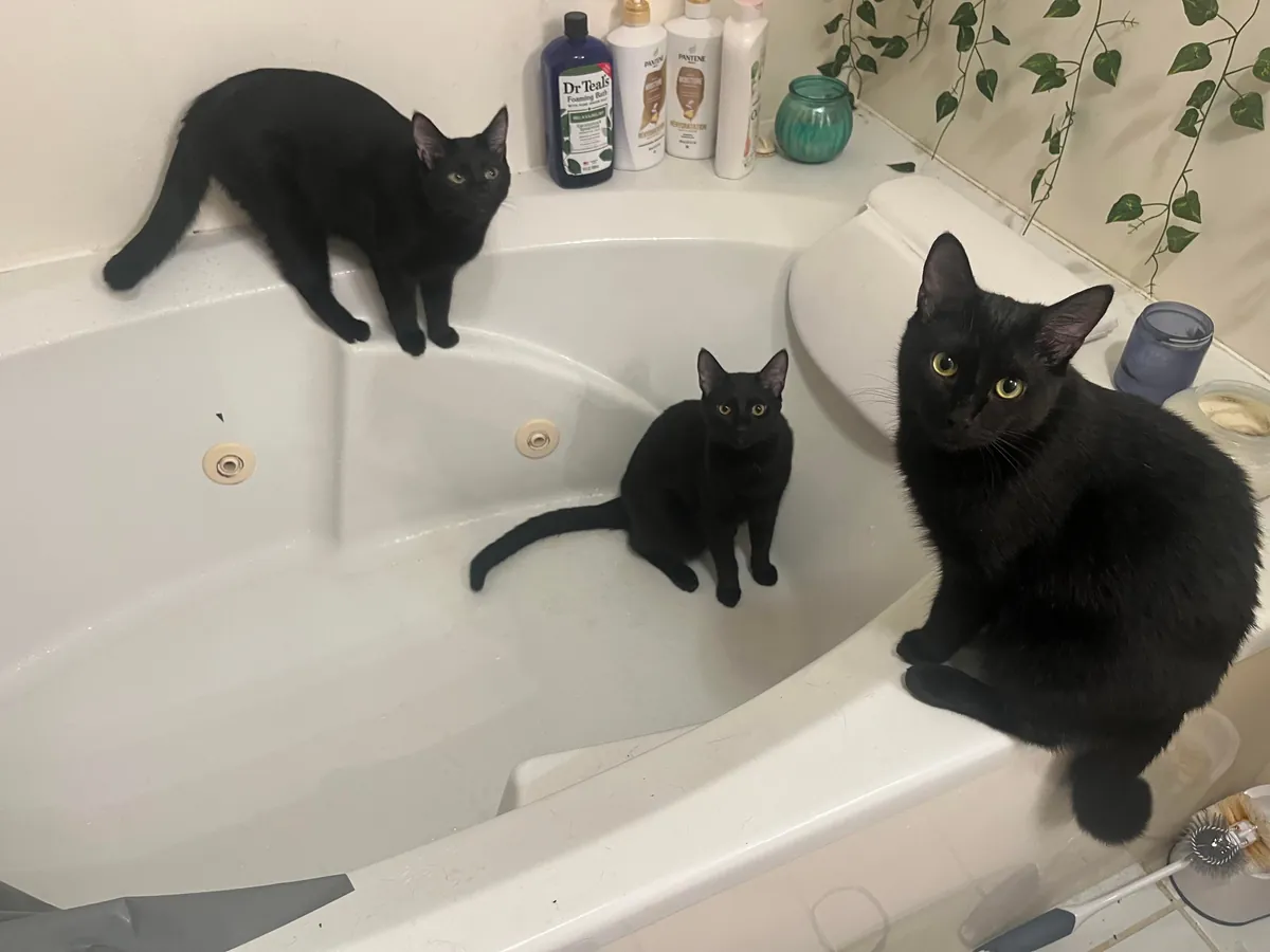 1 year ago I took in a mama and her voidlings to “foster”