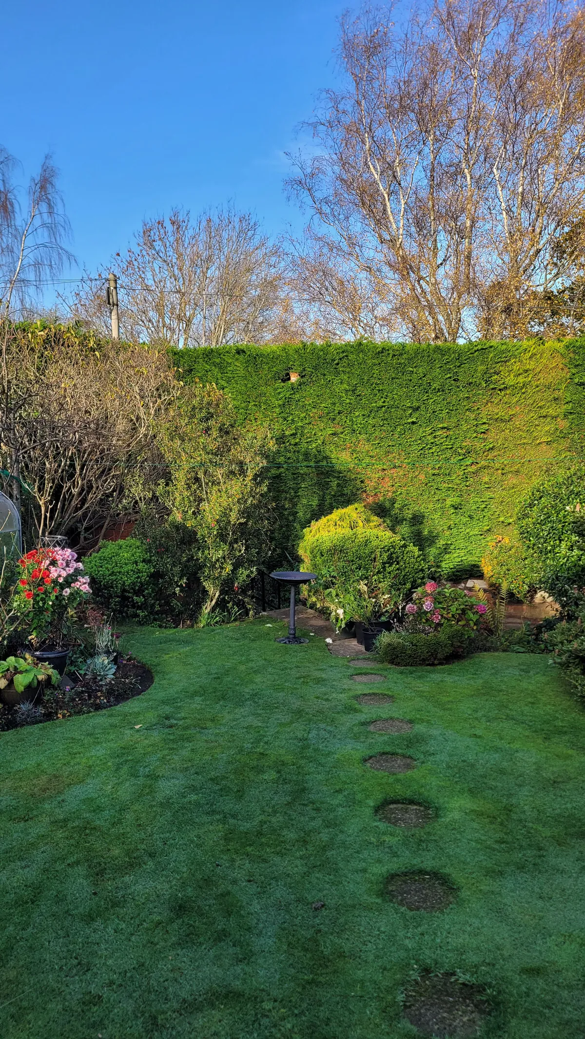 This fox that lives at the top of my Granny's hedge