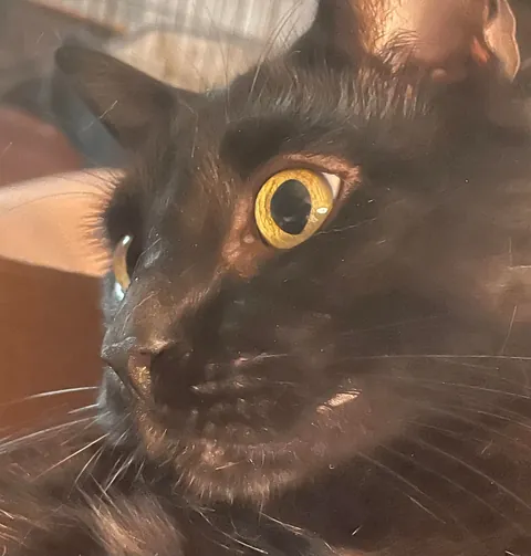 My cat died yesterday, so I wanted to share some of my favorite pictures of him