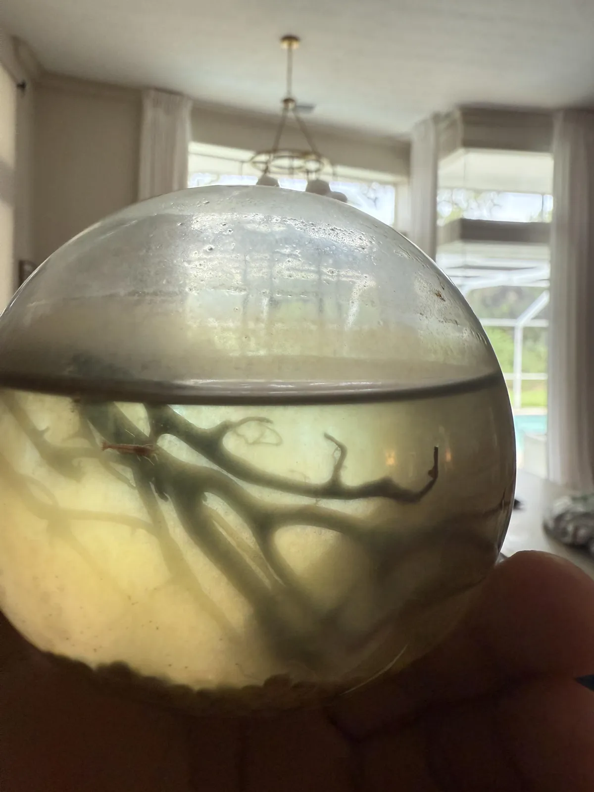 I’ve had this biosphere for 8 years and the shrimp inside it is still alive , the 2nd one died in 2020