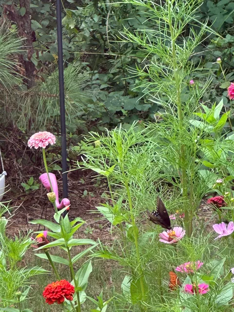 Accidental Butterfly Sanctuary