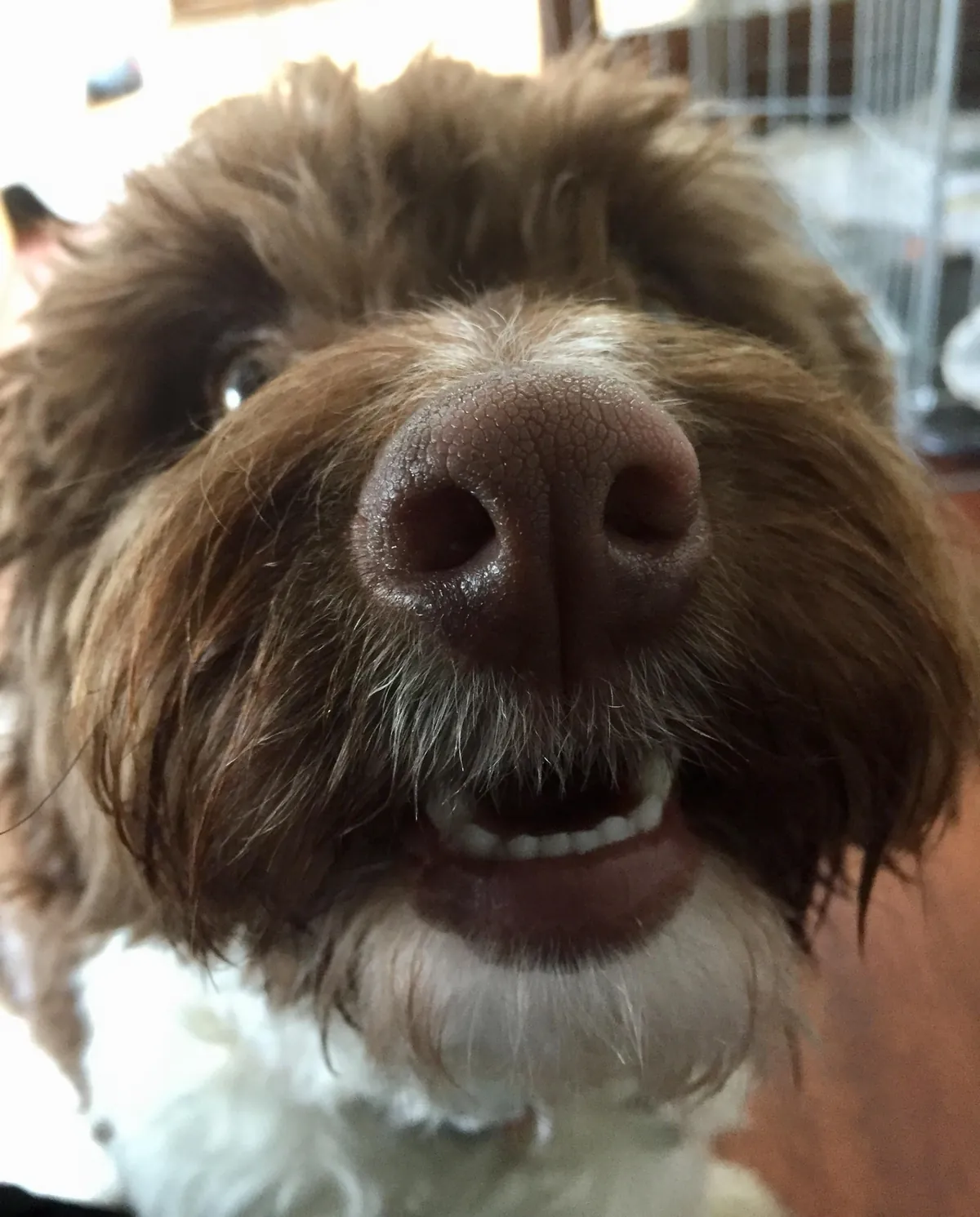 More noses of the dogs I walk