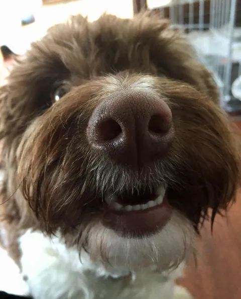 More noses of the dogs I walk