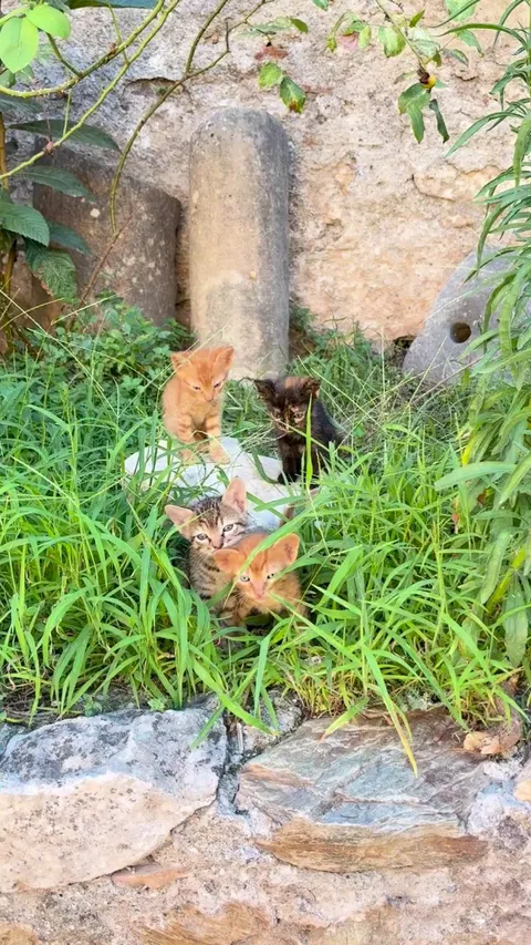 Kittens in Mystras in Greece