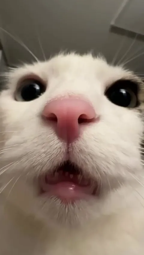 She's a derp, but actually made these noises 😂❤️