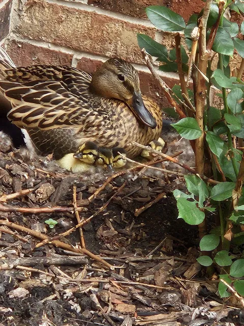 My parents had a wild duck set up shop to have her babies by their house