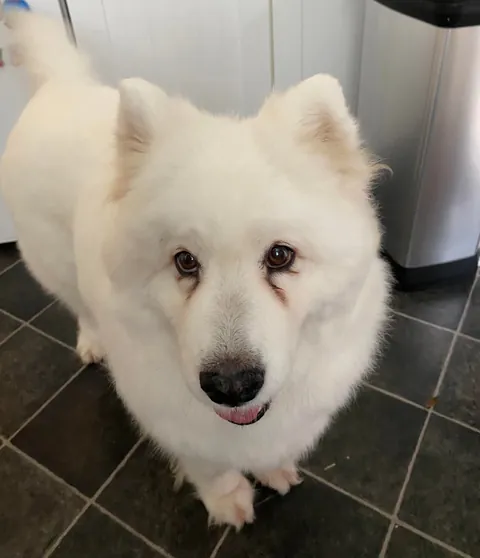 This is Esther, she’s a Samoyed rescue. She’s a sweet polar bear 🐻‍❄️