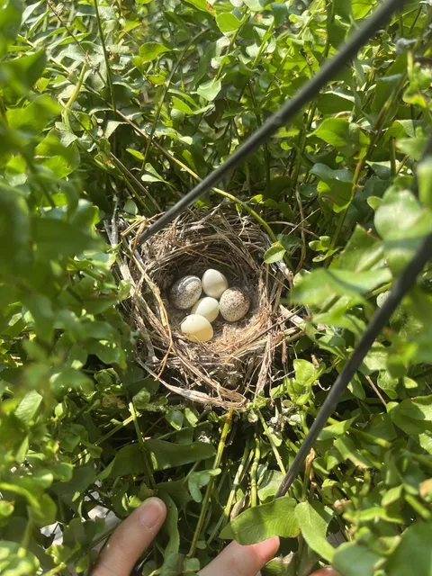 Pulled down my fern to water today and 😆