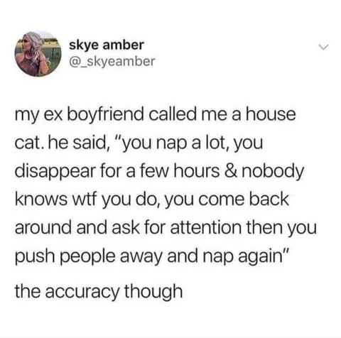 House Cat Behavior Confirmed