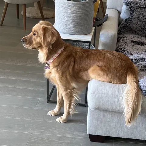 Technical difficulties, must restart puppers 