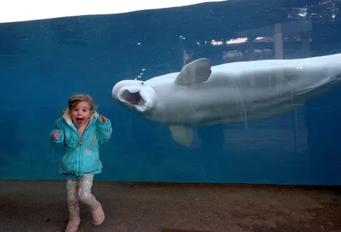 PsBattle: A beluga whale surprising a young girl