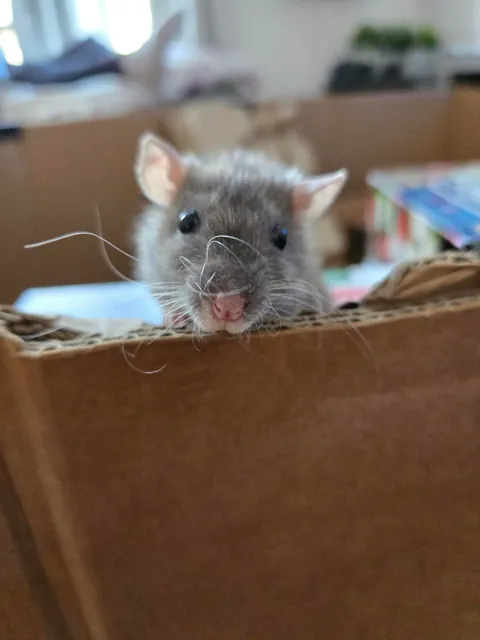 Jimily &amp; friends rat photos dump!