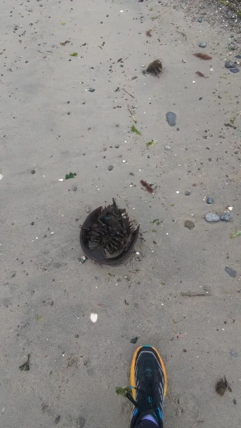 Found this old gal high and dry and downside up with 11 hours to go before high tide