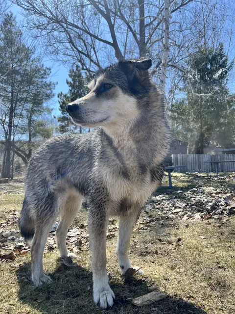 My dog after her first swim of the year