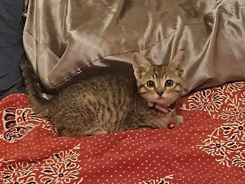 My sweet kitten crossed the rainbow bride today. Thought you all would appreciate some photos of our Mochi girl