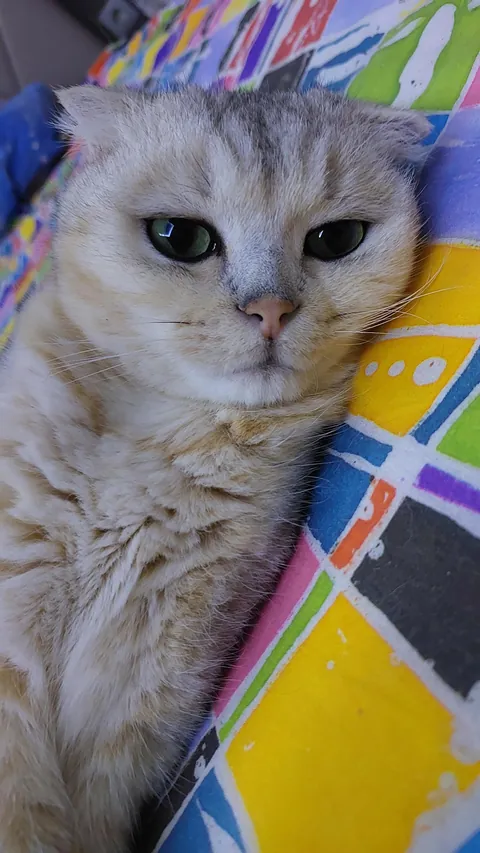 My beloved cat left this world forever.