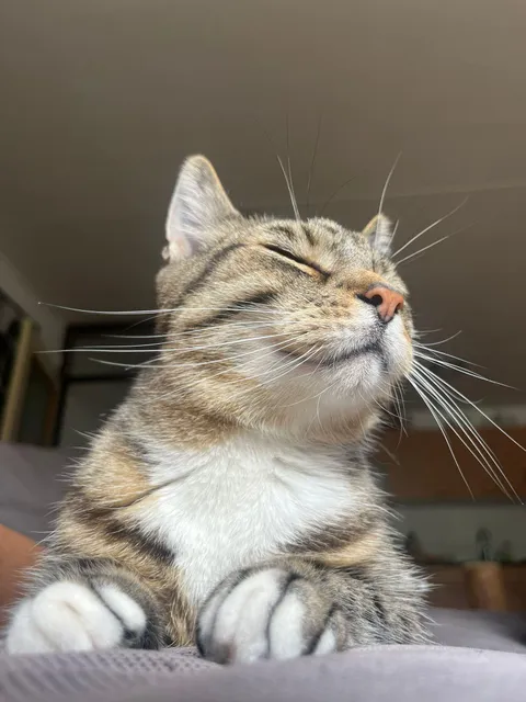 Chuck showing his paws and whiskers