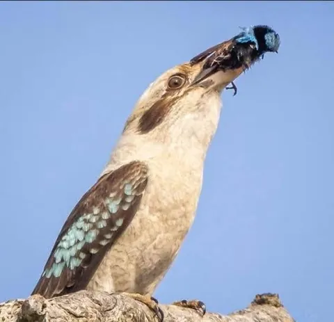 Lots of people think Australian snakes and spiders are the ‘metal’ animals in the country. They are nothing on a Kookaburra. Don’t let the laugh fool you.
