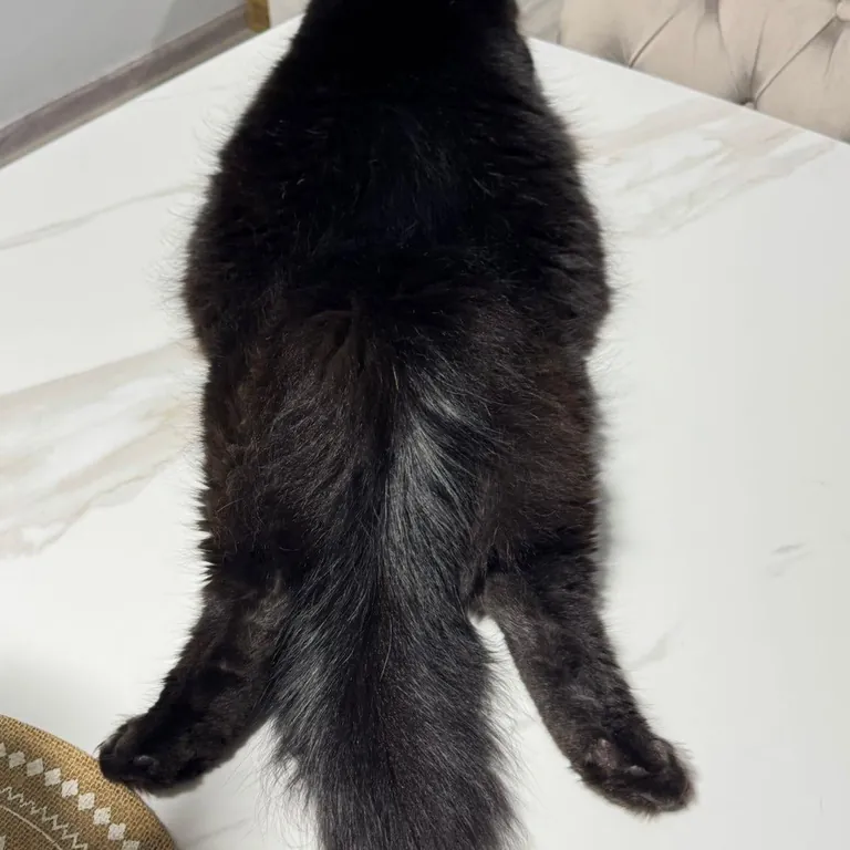 Why does he sit like that? 😂