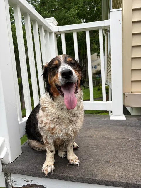 Had a tree fall and break my fence, so my little buddy took himself for a walk in the rain.