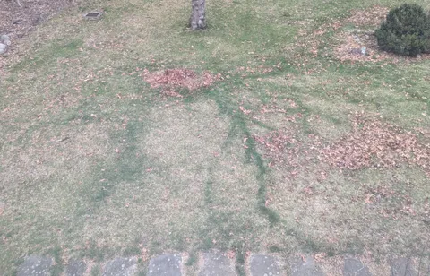 Decaying tree roots fertilizing my grass.
