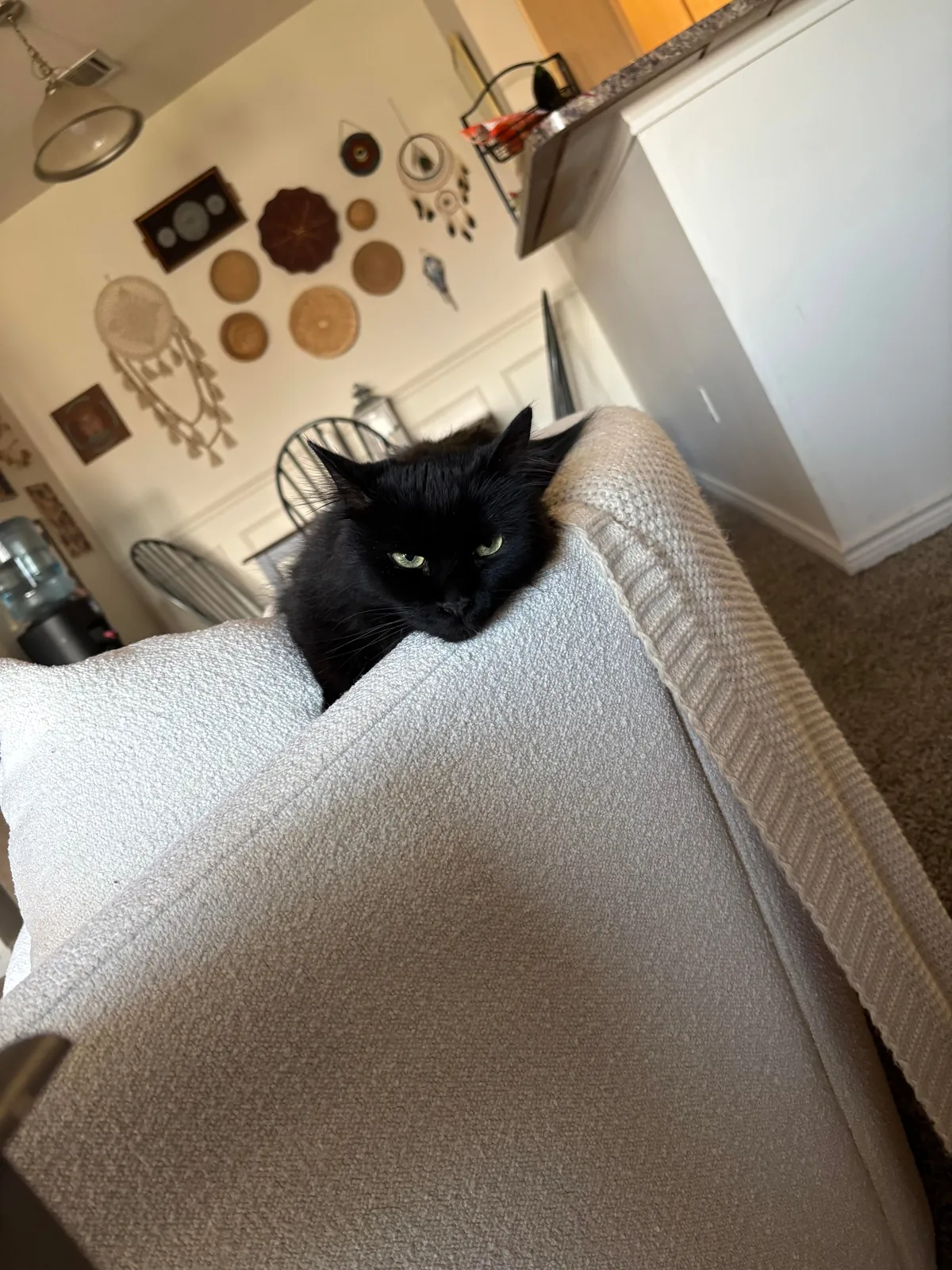 This is Whisper. She is 7 and we just got her from a spousal abusive household. She’s the best!