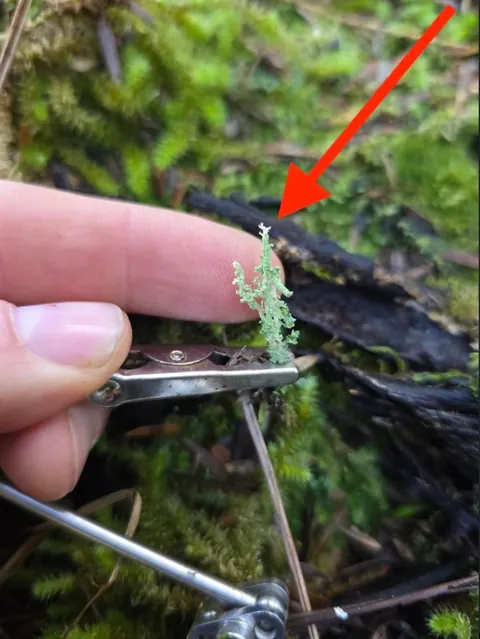 New Zealand photographer takes stunning photos of tiny mushrooms
