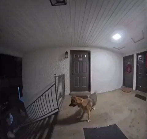 Priceless reaction to seeing your friend return home