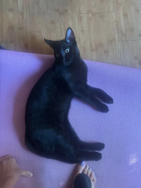 Because it’s that time of year, show me your beautiful familiars! 🖤🐈‍⬛