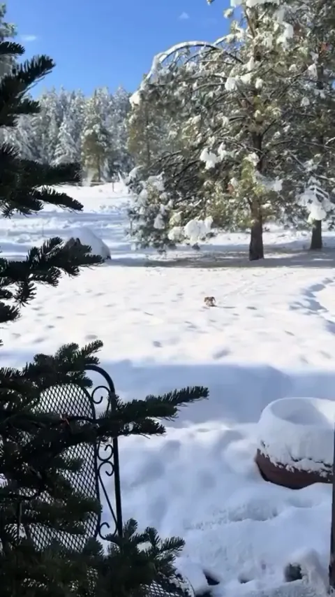 My knight galloping towards me. So cute 🥰