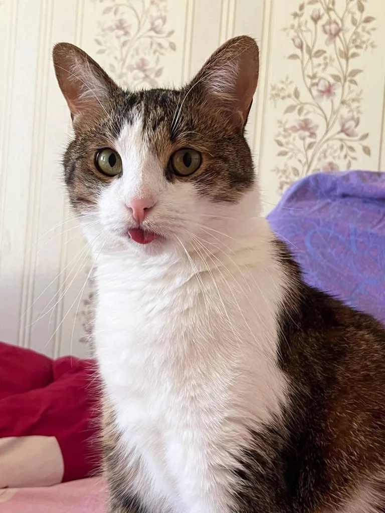 Today I picked up this beautiful cat from the shelter