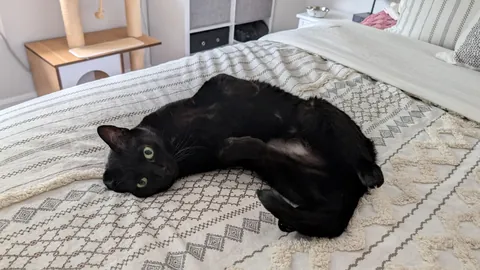 I don't have time to pet you every time I see you Babs!