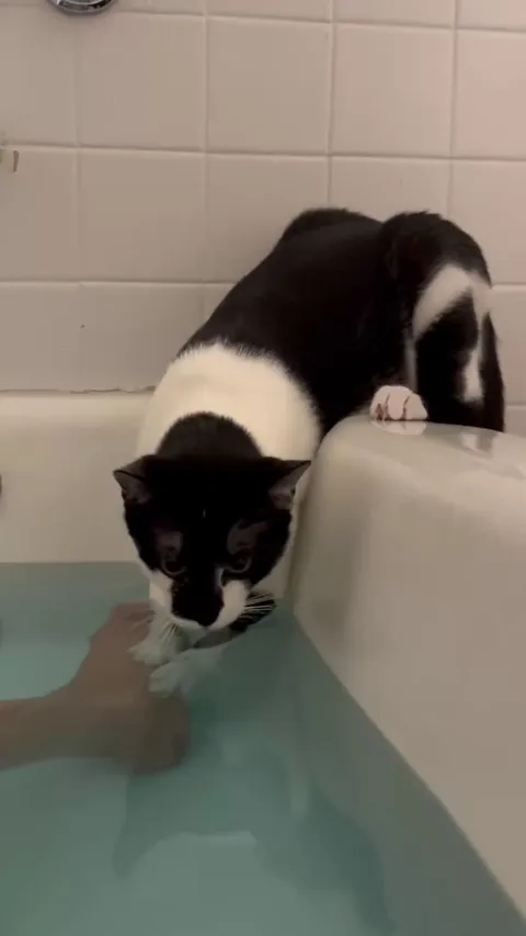 This is what I mean when I say my cat loves water.