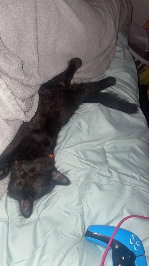 Help me name my new baby! I want something spooky, but something more unique than Luna or Salem! She’s a girl!