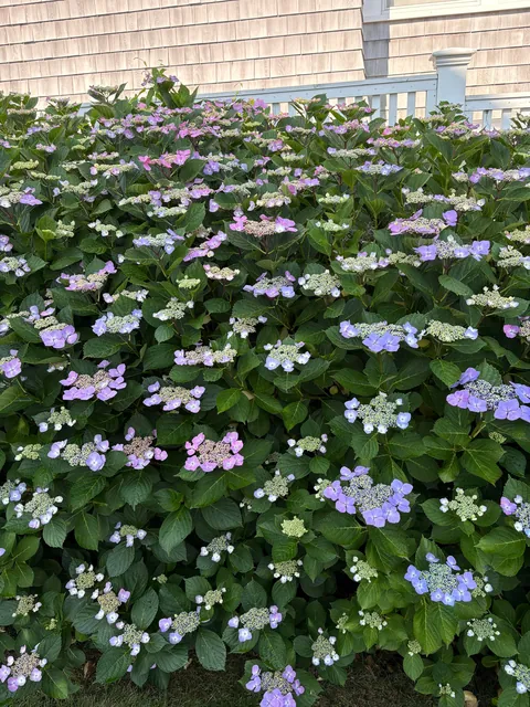 My mom’s hydrangea down the cape! Happy 4th to those who celebrate!