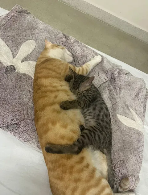 My cat accepted the kitten I got 2 days ago 😭