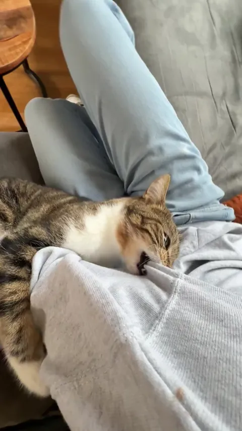 What’s going on here? She comes for cuddles but at the same time just sinks her teeth into me