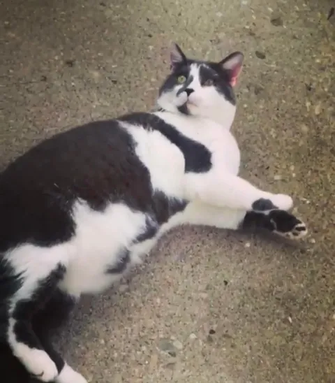 My sweet boy crossed over the rainbow bridge tonight