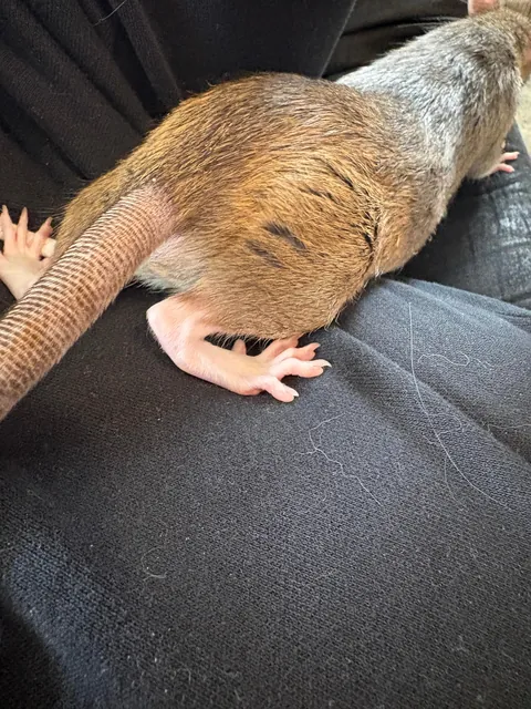 Is my rat a roof rat?